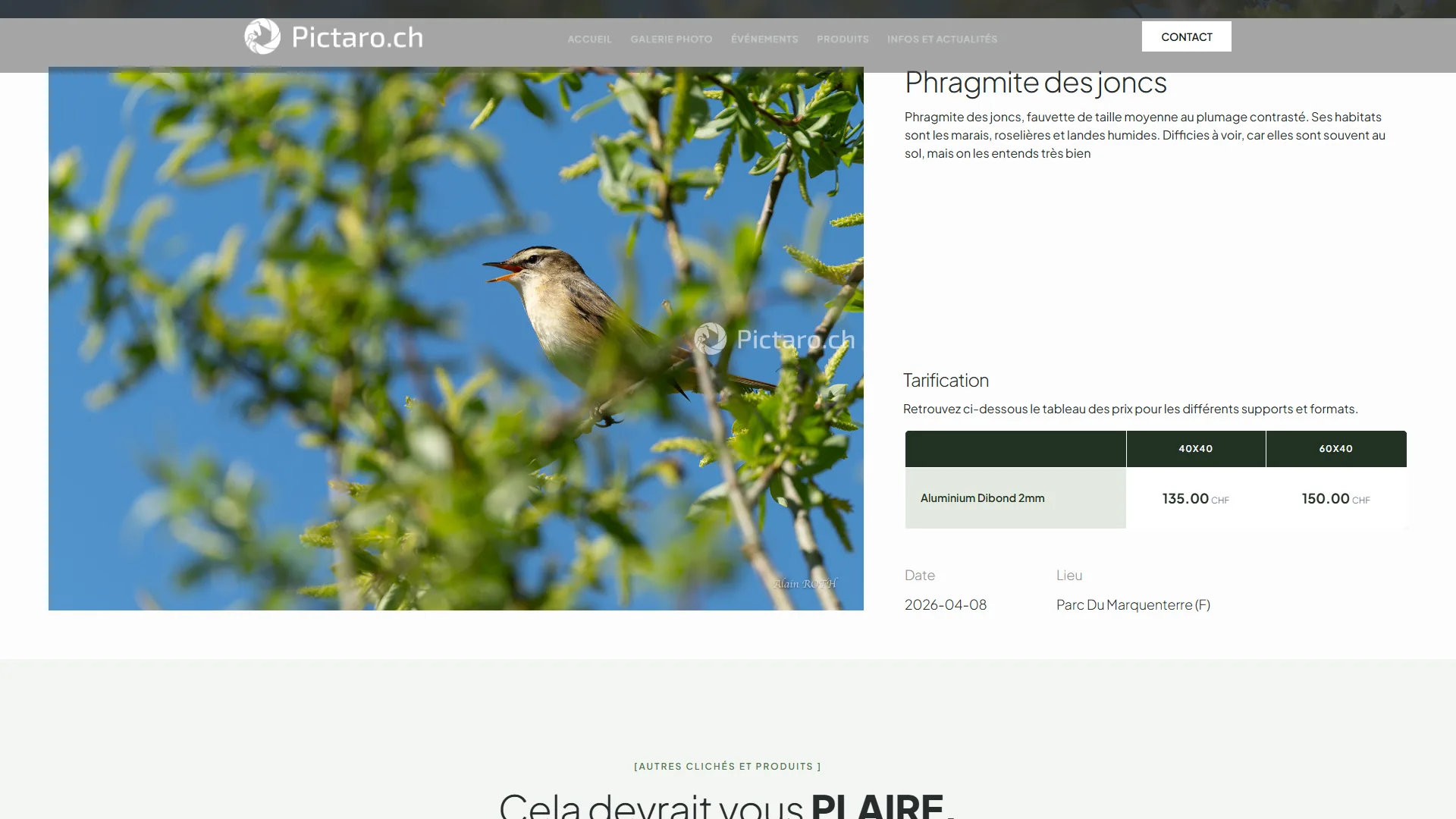 La tarification du Phragmite des joncs, support et format au choix.